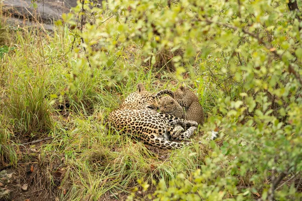 一只豹子和它的两只小崽子 豹鹦鹉 一起躺在草地上 — 图库照片