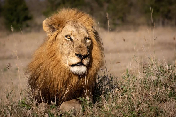 一头雄性狮子 豹狮子座 躺在土堆上 — 图库照片