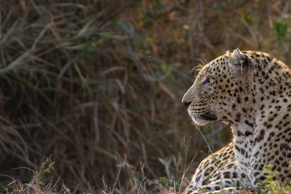 Boční Profil Mužského Leoparda Panthera Pardus — Stock fotografie