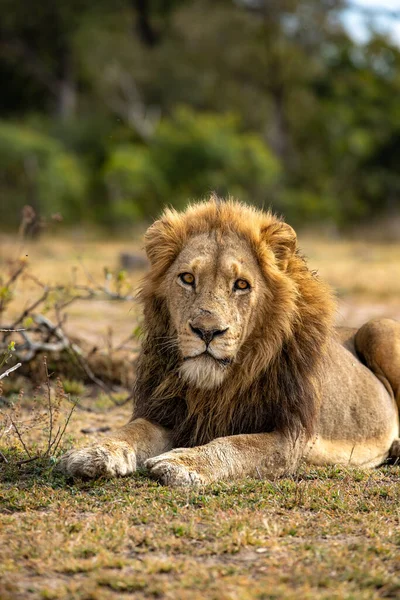 一头雄性狮子 豹狮子 躺在草地上 — 图库照片