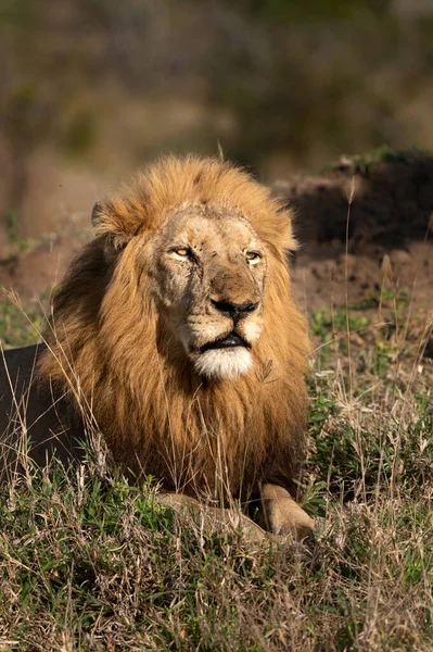 Detailní Portrét Lví Tváře Pathera Leo — Stock fotografie