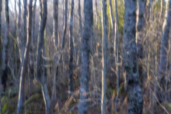 Vista Abstracta Borrosa Troncos Aliso Bosque — Foto de Stock
