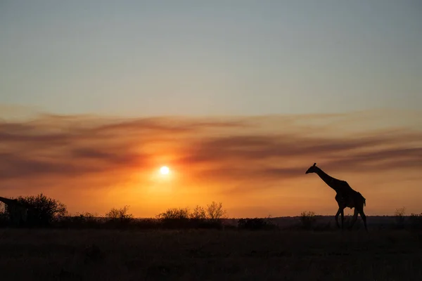 A silhouette of a giraffe, Giraffa, sunset backround.