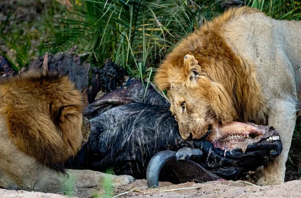 Чоловічі Леви Пантера Лео Харчуються Мертвим Буйволом — стокове фото
