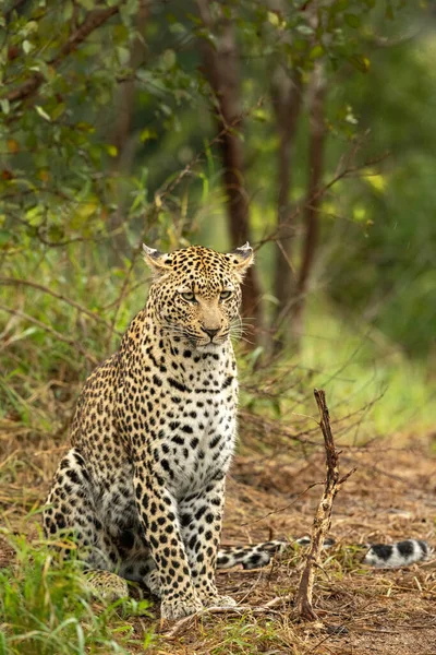 Leopardo Panthera Pardus Sentado Mirando Hacia Fuera — Foto de Stock