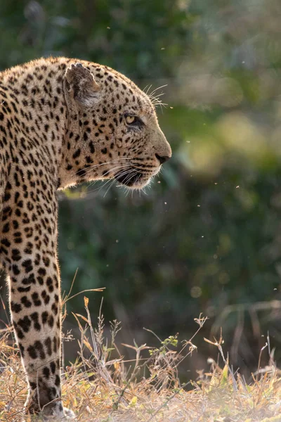 Perfil Lateral Leopardo Macho Panthera Pardus — Fotografia de Stock