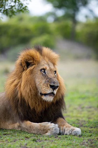 Detailní Záběr Samce Lva Panthera Leo Přímý Pohled — Stock fotografie