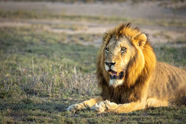 Lví Samec Panthera Leo Ležící Zlatém Světle — Stock fotografie
