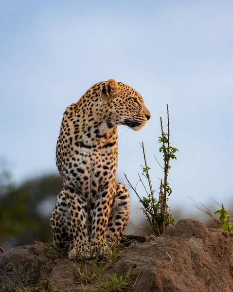 Leopardo Panthera Pardus Siede Tumulo Guarda Destra — Foto Stock