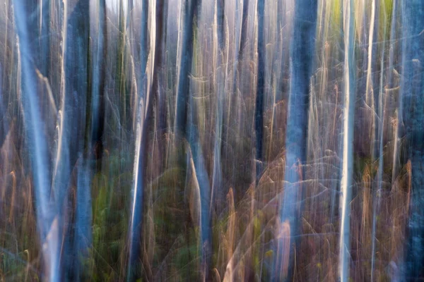 Blurred Abstract View Alder Tree Trunks Forest — Stock Photo, Image