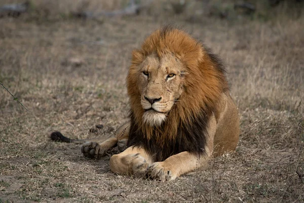 Bir Erkek Aslan Panthera Leo Yere Yatar Doğrudan Bakar — Stok fotoğraf