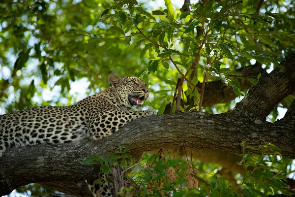 Eine Leopardin Panthera Pardus Legt Sich Auf Einen Ast — Stockfoto