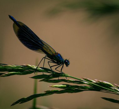 A dragonfly on a grass