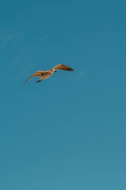 Mavi gökyüzünde uçan kuş