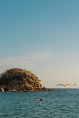 bird flying in a blue sky of the beaches of acapulco clipart