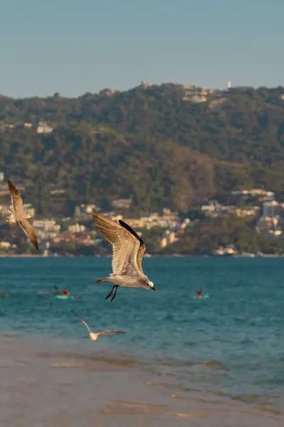 Acapulco sahillerinin mavi gökyüzünde uçan kuş.
