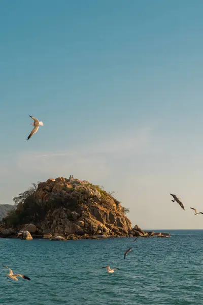Acapulco sahillerinin mavi gökyüzünde uçan kuş.