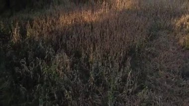 Bir insansız hava aracının çam ormanları hava manzaralı dağları