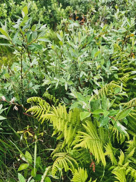 stock image Macro shooting of white willow and fern in the mountains of Norway