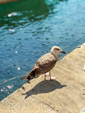 Bir su kütlesinin yanında duran bir kuş. Yüksek kalite fotoğraf
