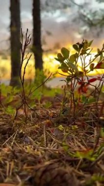 İsveç 'in Melaren Gölü' nün kuzey kıyısında gün batımı kuzey doğası yaban mersini, yaban mersini, kayalık kıyılarda ren geyiği yosunu ve çamlar ve taştan kıyılarda bir dalga kırılır.