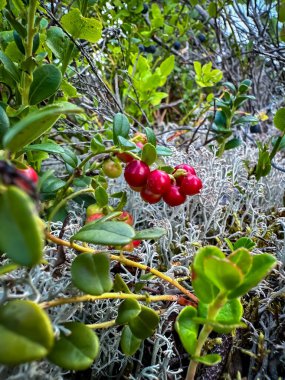 Yabanmersini, ormandaki yaban mersini çalıları, olgunlaşan yabani kırmızı böğürtlen, yaz mevsimi, İsveç. Çilek toplama kavramı. Yüksek kalite fotoğraf