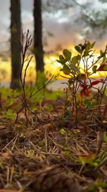 Ufukta gün batımı, İsveç 'te Melaren Gölü taşları, çam ağaçları, yaban mersinleri, çam iğneleri kıyıya vuran dalgalar, sallanan deniz yatakları, büyük rahatlama, turizm, sükunet, muhteşem manzara