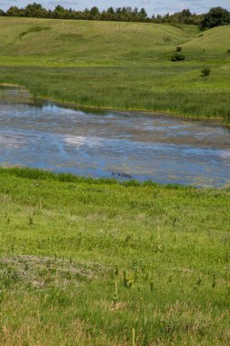 Sulak Topraklar Su Sazları Yosun Gölü Gölü Göleti 