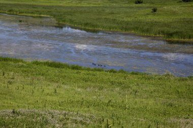 Sulak Topraklar Su Sazları Yosun Gölü Gölü Göleti 