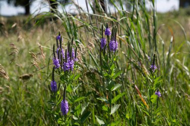 Blue American Vervain Perennial Flowering Wildflower Plant Verbena Hastata, Simpler's Joy, Swamp Verbena  clipart