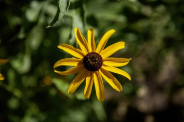 Daimi Altın Sarı Yaban Çiçekleri Siyah Gözlü Susanlar Doğal Çiçekler