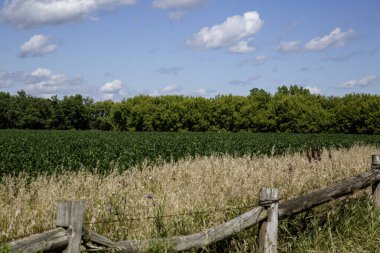 Fasulye Tarlası Ağaçları Eski Kırsal Ahşap Dikenli Tarım Çitleri Kırsal Tarım Endüstrisi