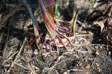 Tarla Mısırı Toprakta Kökleri ve Sapığı - Tarım Ekinleri Tarlaları Çiftliği