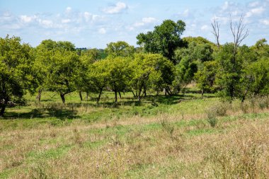 Ağaçlar ve yeşil çayırlar bir yaz günü