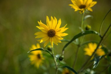 Sarı Nuttalls Ayçiçeği Yerli Minnesota Çiçeği Bitki Bitkisi Ebedi Peyzaj Yönlendirmesi Bokeh Arkaplanı Bulanık