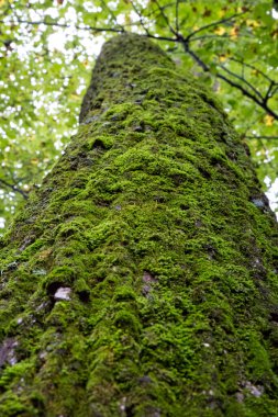 Ormandaki Uzun Yeşil Yosun Ağacı Solucanın Gözünden Bakıyor