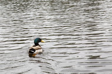 Yeşil Mallard Ördeği Yüzme