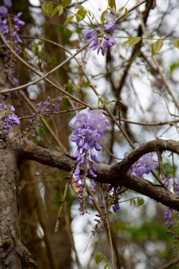 Güzel Mor Bezelye Çiçeği Kümeleri - Wisteria Çiçekleri Ağaca Twining Vine Tırmanıyor - Yüksek Tırmanan Agresif İstilacı Asma