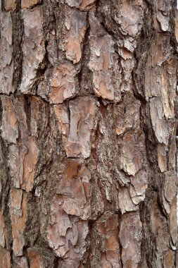 Güney Carolina 'da Loblolly Çam Ağacı Gövdesi' nde Kalın Ağaç Kabuğu Katmanlı, Dokulu ve Havlamalı