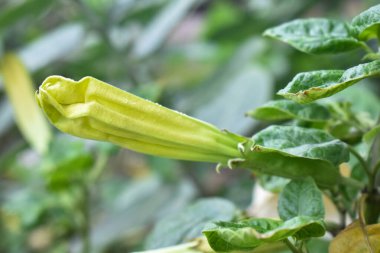 Close-up photo of yellow coloured bud of Dhatura flower and some leaves. clipart