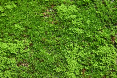 Close-up photo of Algae thriving on a wall surface, The vibrant green hues of the algae contrast with rough texture of the wall. clipart