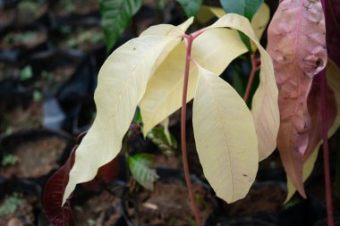 Small mango plant with white leaves. Close-up photo of small Mango plant characterized by its unusually pale, almost white leaves. The leaves have a delicate texture, with some exhibiting a slight hint of pink or red near the stem. clipart