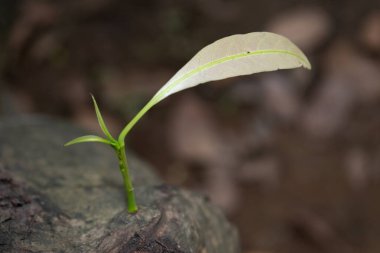 Mango Yaprağı 'nın yakın plan fotoğrafı. Bir saptan filizlenen genç mango yaprağının yakın plan fotoğrafı. Yaprak taze ve yeşildir. Büyümenin ilk aşamalarını gösterir. Arka plan hafifçe bulanıktır..