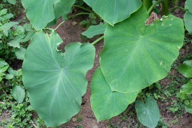 Kachu bitkisinin görüntü yaprakları, bilimsel olarak Colocasia esculenta olarak bilinir. Bu büyük, hardal biçimli yapraklar. Bazı yapraklar diğer yapraklarla çevrili doğal ve topraksı bir ortamda yetişiyor..