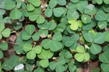 Üç Yeşil Küçük Yaprak Fabrikası 'nın yakın plan fotoğrafı. Kalp şeklinde bitkisel bitki yağmur mevsiminde Hindistan ormanlarında bulunur..