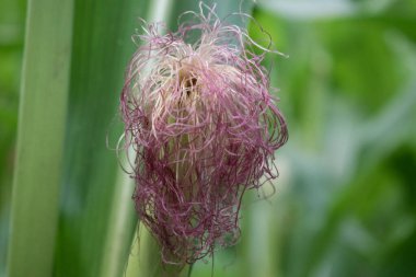 Close-up photo of Beautiful Kash Flower captured at sunset. Their soft, white, feather,   delicate petals swaying in the breeze. clipart