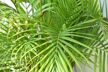 Yakından çekilmiş yeşil, ince, avuçiçi yaprakları gibi tüylü veya iğneli bir yapısı var. Yapraklar uzun, ince ve düzenlenmiş kemer desenli..