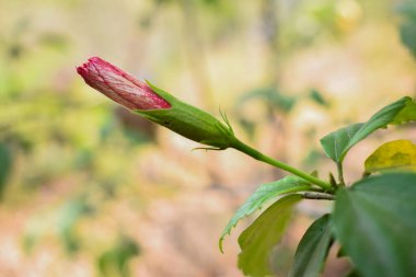 Hibiscus tomurcuğunun yakın plan fotoğrafı, hala kapalı ve çiçek açmanın ilk safhasında. Yumuşak odaklı, doğal arkaplanlı tomurcuk kontrastı.