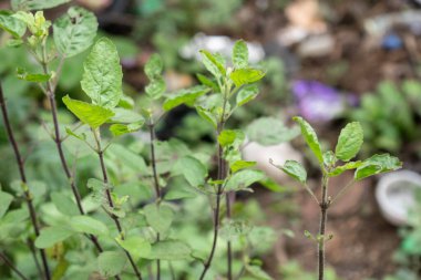 Tulsi (Kutsal Fesleğen) bitkisinin yakın plan fotoğrafı, birçok kültürde tıbbi ve manevi önemiyle bilinir. Bitkinin yeşil, oval şekilli yaprakları var. İnce, mor renkli saplarına bağlı. Bulanık arkaplan.