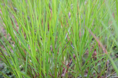 Üzerinde küçük su damlacıkları olan canlı yeşil çimen bıçaklarının yakın plan fotoğrafı. Doğal dokusu ve ince rengi doğanın dingin ve dingin bir duygusunu çağrıştırıyor..